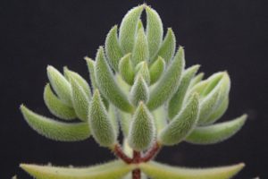 Crassula mesembryanthemoides plant