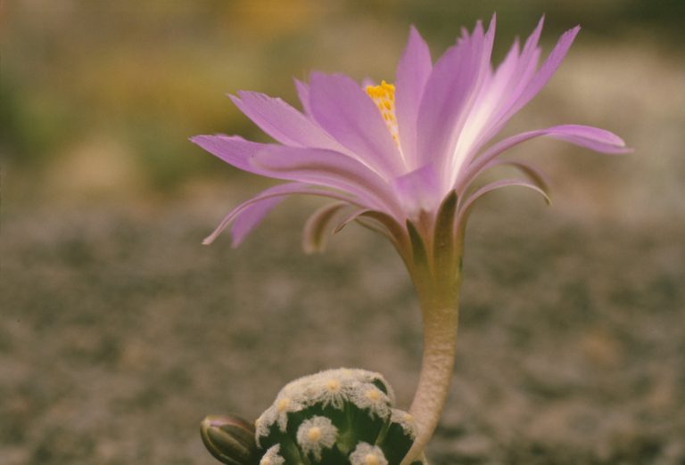 Mammillaria theresae