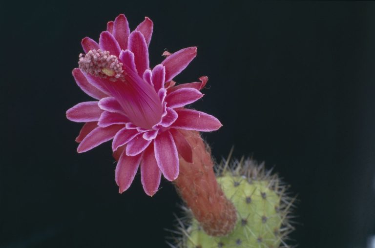 Index plantennamen Succulenta 1919 t/m 2017 nu compleet