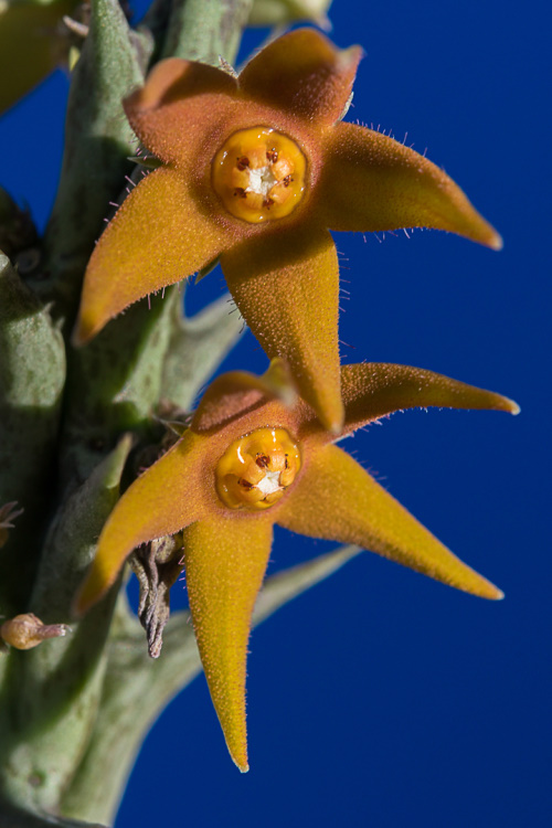 Nieuwe lezing van Wiebe Bosma