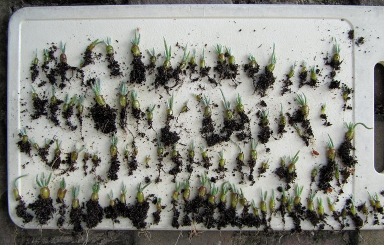 Avonia quinaria ssp. alstonii deel 4