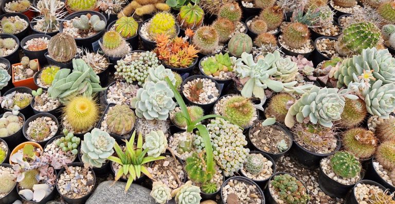 Collectie te koop (Overijssel)