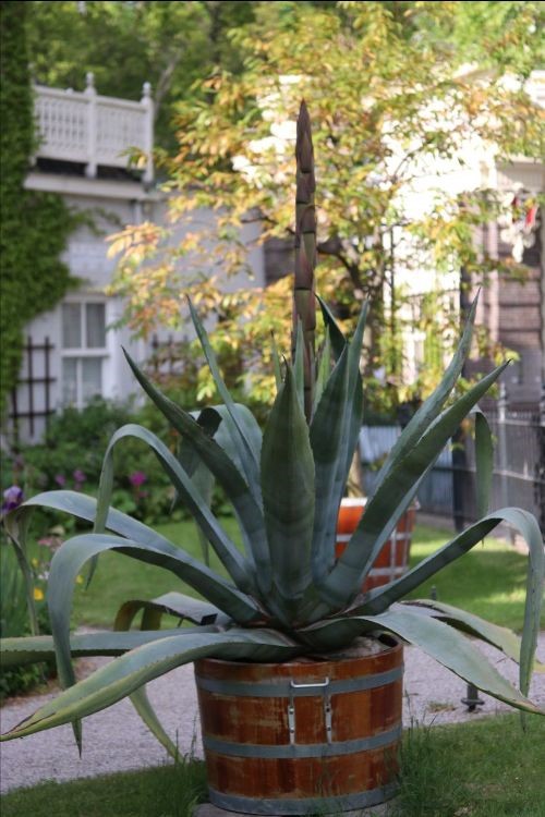 Bloeiende Agave americana in Hortus Amsterdam