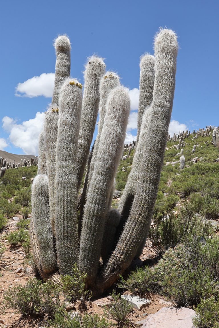 Oreocereus celsianus