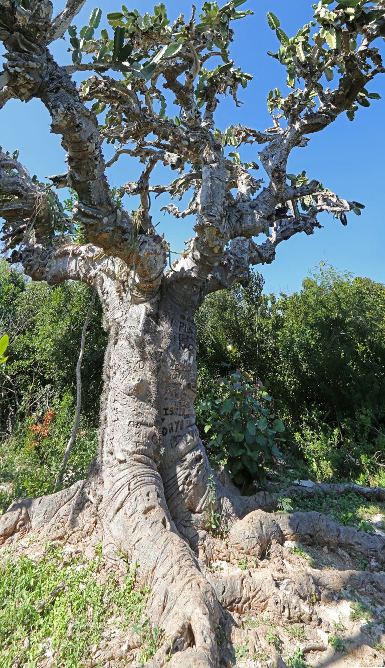 Dendrocereus nudiflorus