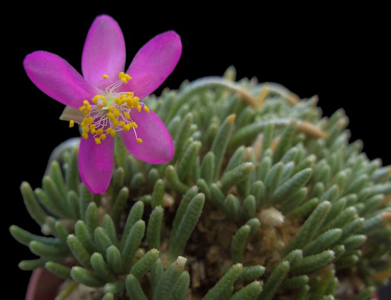 Avonia quinaria deel 5 (slot)