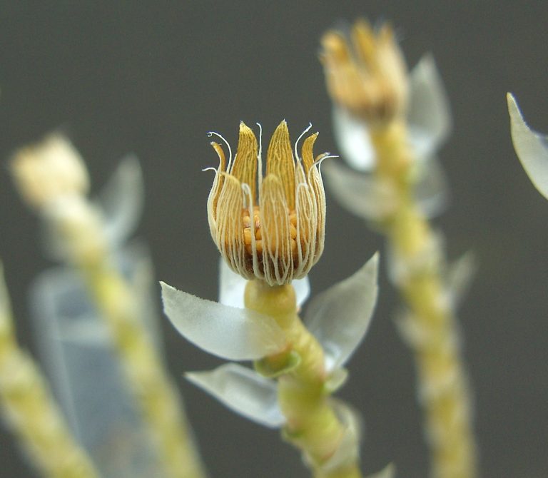 Avonia quinaria ssp. alstonii deel 3