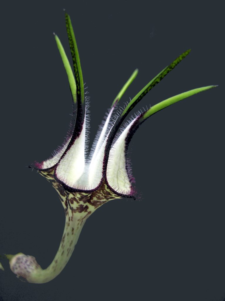 Ceropegia stapeliiformis