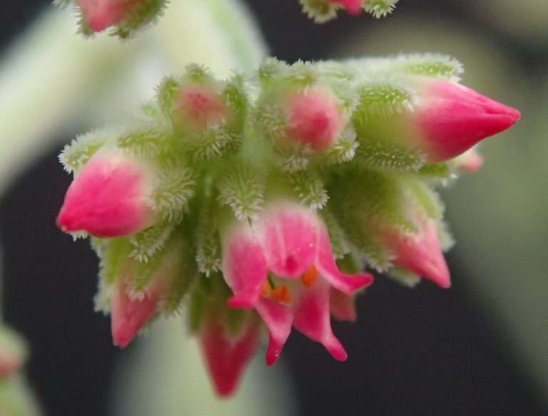 Crassula ‘Tenelli’