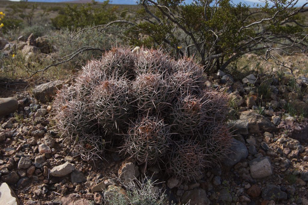 Echinocactus polycephalus