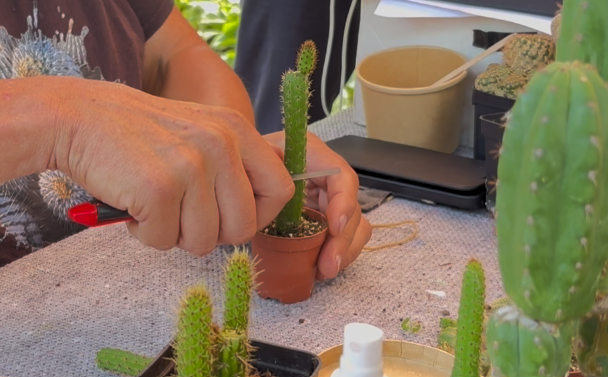 Promotie Succulenta en afd. Groningen en Ommelanden