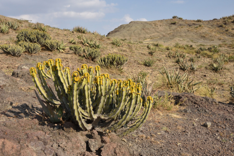 Op het verlanglijstje: Ethiopië