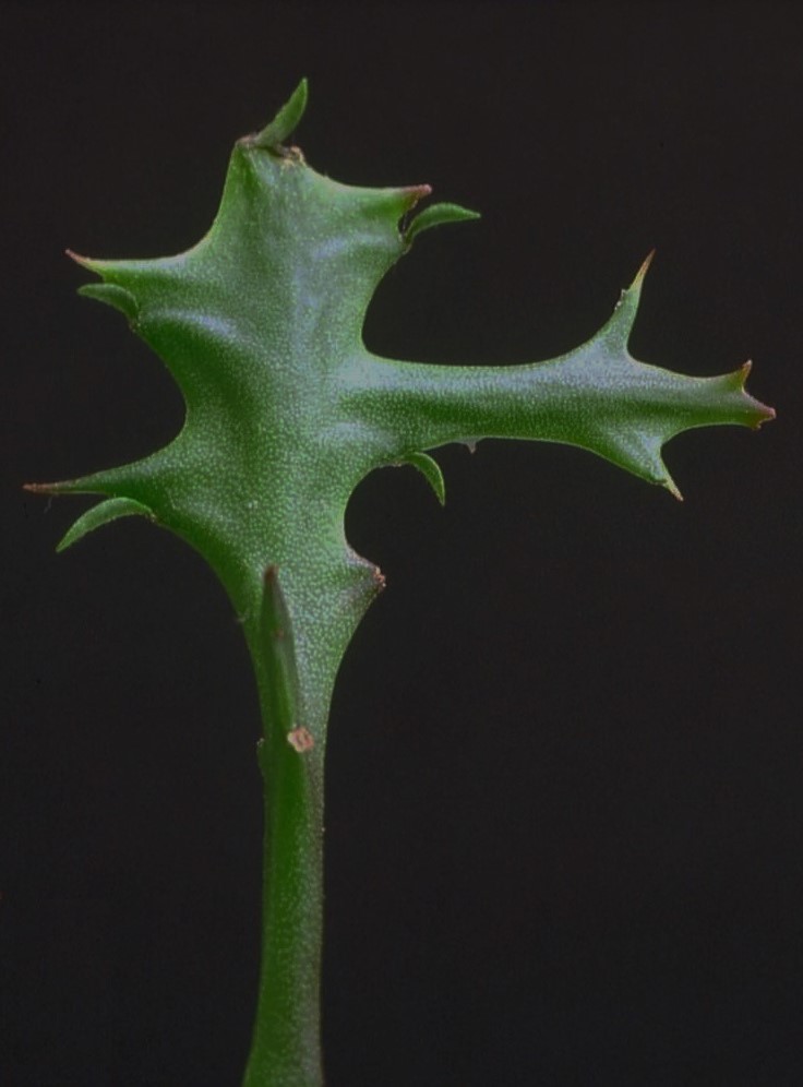 Euphorbia stenoclada