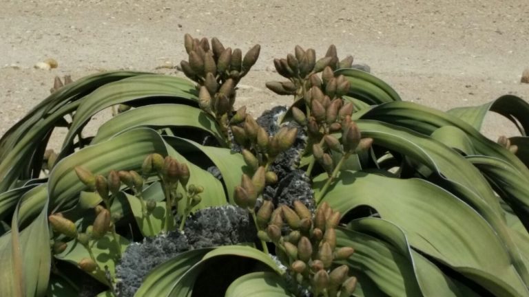 Welwitschia mirabilis