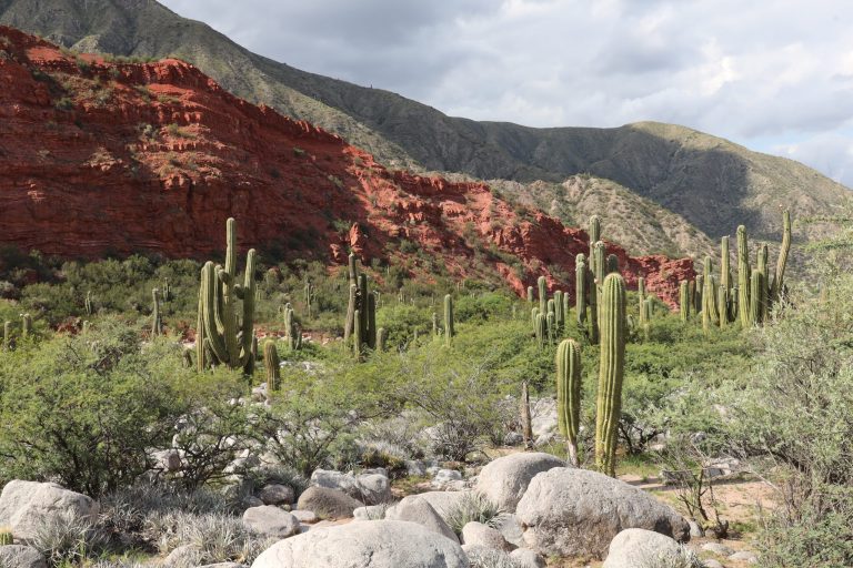 Trichocereus terscheckii
