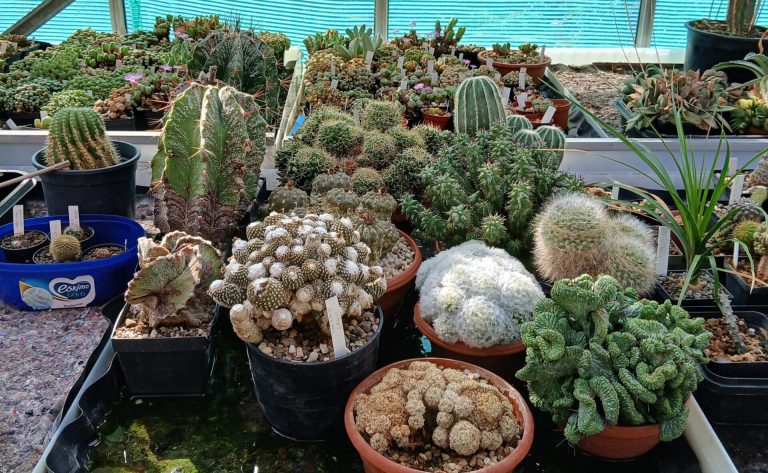 Collectie te koop (Drenthe)