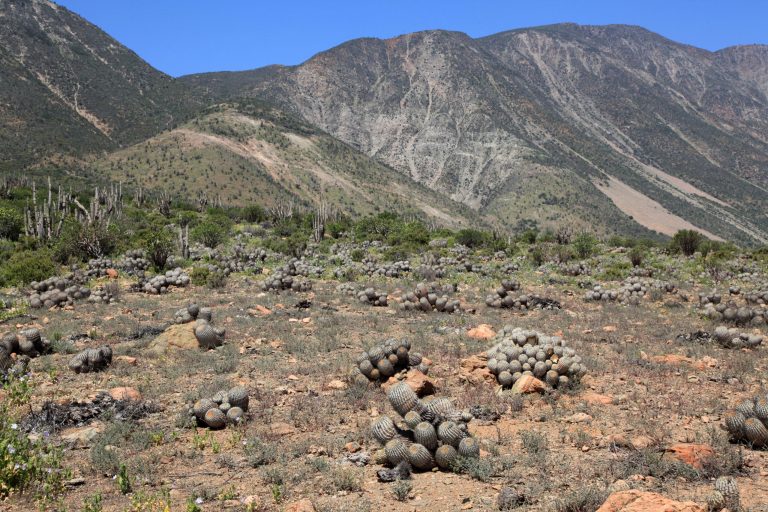 Copiapoa haseltoniana