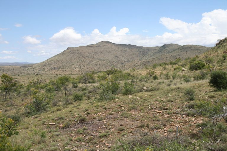 Euphorbia mauritanica: een leuke plant, wel met een verwarrende naam