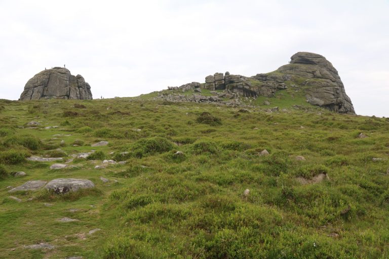 Umbilicus rupestris (muurnavel)