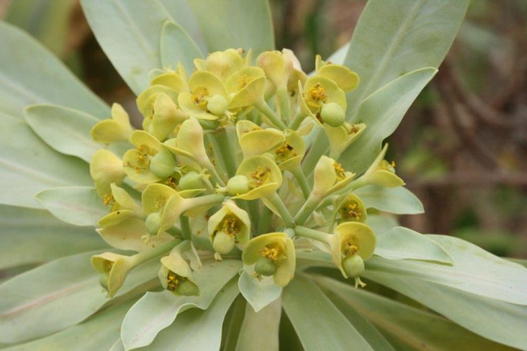 Euphorbia atropurpurea f. lutea