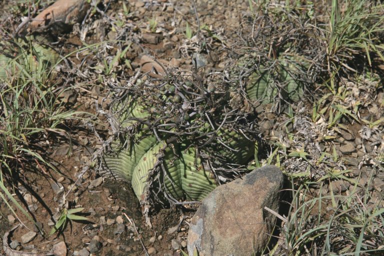 ‘karoo vegetatie’