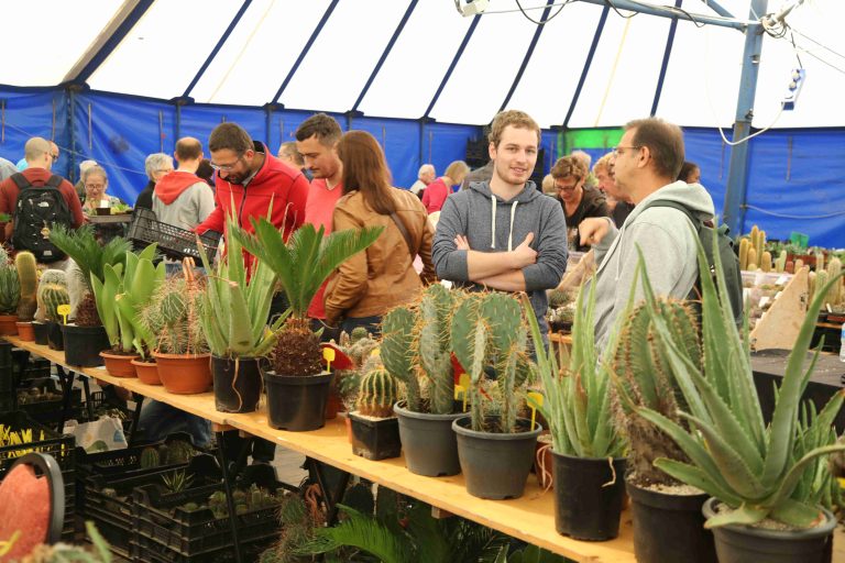 Breed aanbod van succulenten tijdens jubileumweekend 15 en 16 juni
