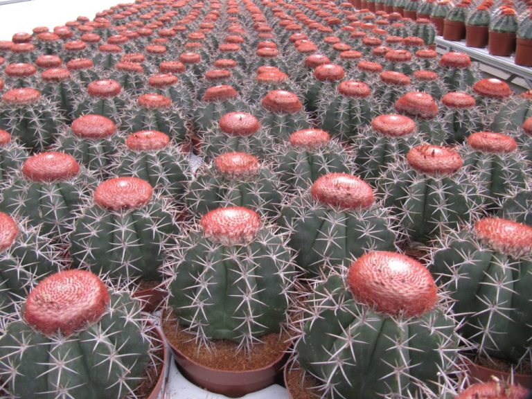 1 april: Kom in de Kas, onder andere bij Edelcactus