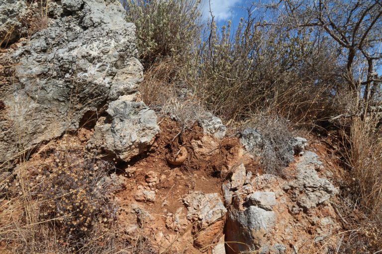 Euphorbia dimorphocaulon wel of niet gezien? Ik denk het wel.