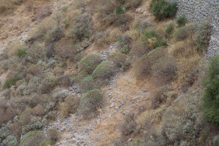 Euphorbia dendroides op Kreta
