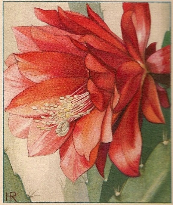 ZOOM! 23 maart 2021 20.30 u.: Epiphyllum hybriden | Meeting gemist? Geen nood!