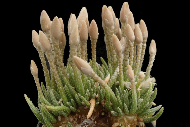 Avonia quinaria ssp. alstonii deel 2