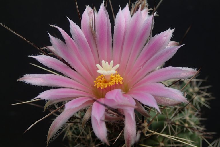 Coryphantha macromeris var. runyonii DJF 1035