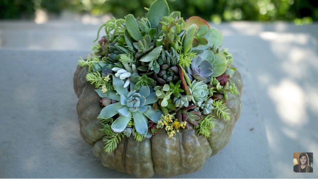 Pompoen met succulenten