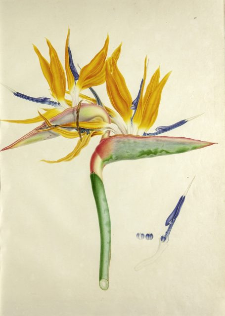Teylers Museum toont botanische kunst van Franz en Ferdinand Bauer