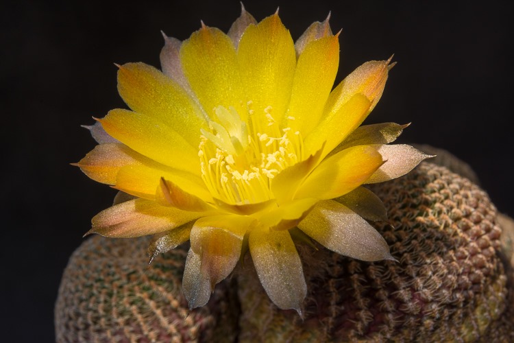 Reicheocactus