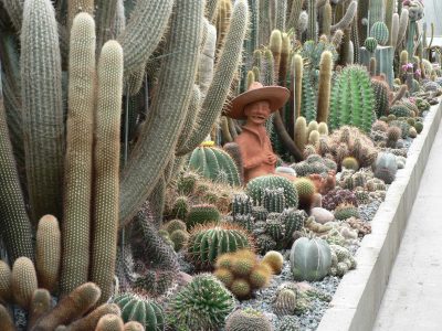 Open dag bij 3 leden van Succulenta Haag- en Westland op zaterdag 6 mei 2017