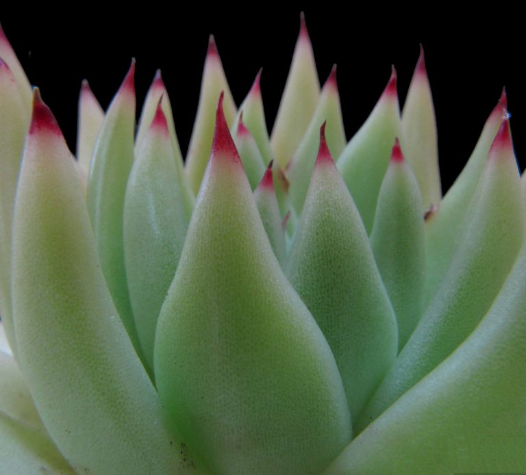 Echeveria agavoides