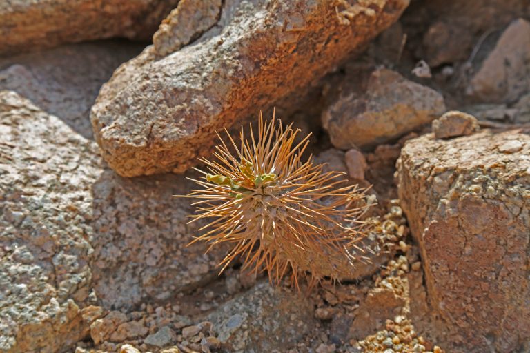 Pachypodium namaquanum