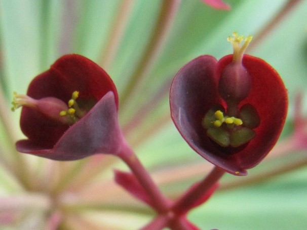 Euphorbia atropurpurea