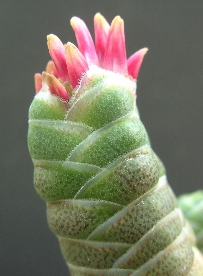 Crassula barklyi