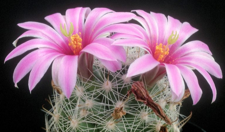 Mammillaria boolii