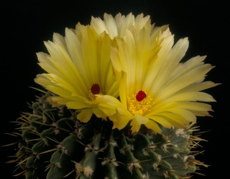 Notocactus buiningii