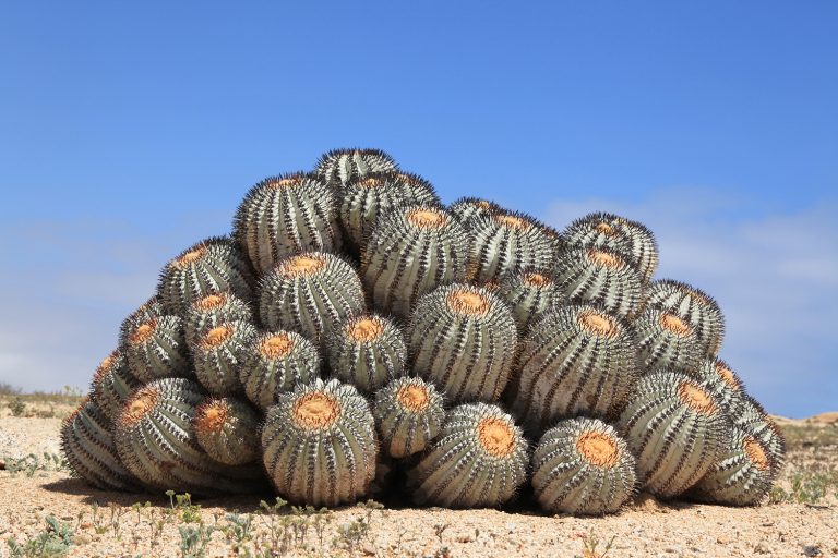 Copiapoa cinerea
