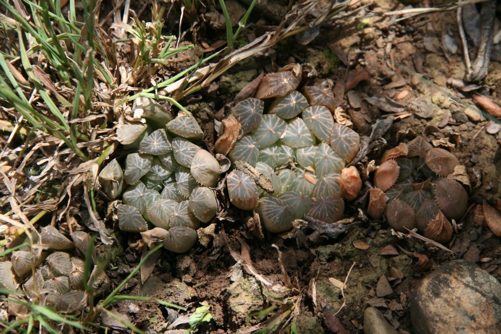 Haworthia