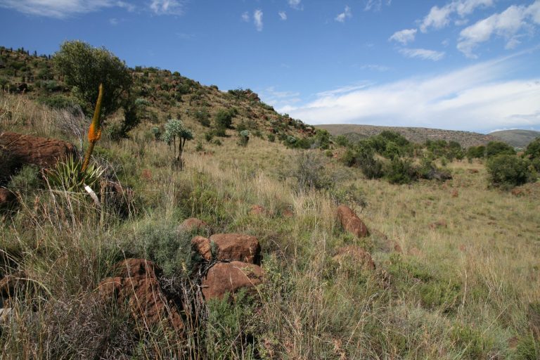Aloe broomii en Cussonia paniculata