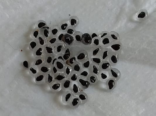 Zaadlijst 2021-2022 nu beschikbaar