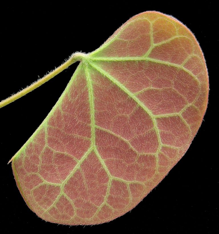 Tylosema fassoglensis