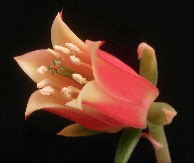 Echeveria harmsii