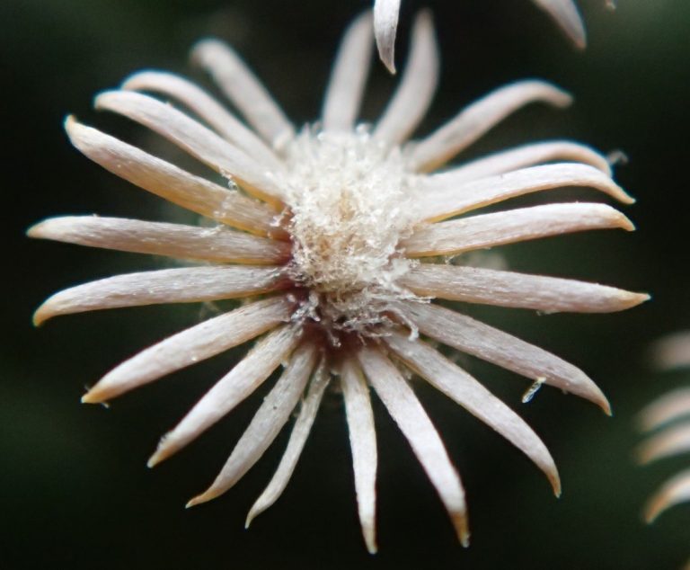 Mammillaria hernandezii