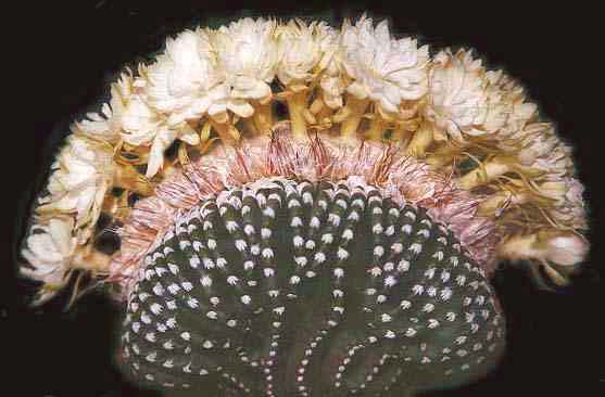 Nieuwe en tweedehands boeken